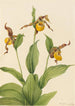 Petit sabot di Venere giallo Cypripedium parviflorum - Mary Vaux Walcott — vista dell’opera