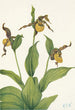 Petit sabot di Venere giallo Cypripedium parviflorum - Mary Vaux Walcott — vista dell’opera