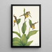Petit sabot di Venere giallo Cypripedium parviflorum - Mary Vaux Walcott — quadro incorniciato alla parete