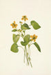 Violette jaune lisse Viola eriocarpa - Mary Vaux Walcott — vista dell’opera