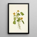 Violette jaune lisse Viola eriocarpa - Mary Vaux Walcott — quadro incorniciato alla parete