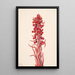 Plante des neiges Sarcodes sanguinea - Mary Vaux Walcott — quadro incorniciato alla parete