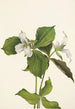 Trille des neiges Trillium grandiflorum - Mary Vaux Walcott — vista dell’opera