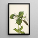 Trille des neiges Trillium grandiflorum - Mary Vaux Walcott — quadro incorniciato alla parete