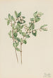 Symphorine blanche Symphoricarpos albus - Mary Vaux Walcott — vista dell’opera