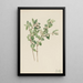 Symphorine blanche Symphoricarpos albus - Mary Vaux Walcott — quadro incorniciato alla parete