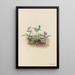 Violette de la côte sud Viola septemloba - Mary Vaux Walcott — quadro incorniciato alla parete