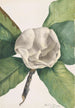 Magnolia del sud Magnolia grandiflora - Mary Vaux Walcott — vista dell’opera