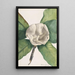 Magnolia del sud Magnolia grandiflora - Mary Vaux Walcott — quadro incorniciato alla parete