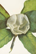 Fleur de magnolia du sud Magnolia grandiflora - Mary Vaux Walcott — vista dell’opera