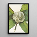 Fleur de magnolia du sud Magnolia grandiflora - Mary Vaux Walcott — quadro incorniciato alla parete