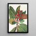 Fruit de magnolia du sud Magnolia grandiflora - Mary Vaux Walcott — quadro incorniciato alla parete