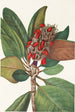 Fruit de magnolia du sud Magnolia grandiflora - Mary Vaux Walcott — vista dell’opera
