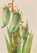 Baïonnette espagnole Yucca baccata - Mary Vaux Walcott — vista dell’opera