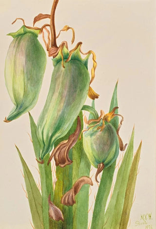 Mary Vaux Walcott - Spanish Bayonet Yucca baccata.webp