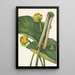 Nénuphar jaune Nymphaea advena - Mary Vaux Walcott — quadro incorniciato alla parete