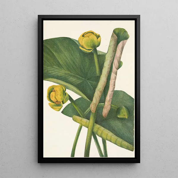 Mary Vaux Walcott - Spatterdock Nymphaea advena.webp