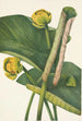 Nénuphar jaune Nymphaea advena - Mary Vaux Walcott — vista dell’opera