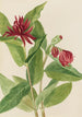 Calycanthe occidentale Calycanthus occidentalis - Mary Vaux Walcott — vista dell’opera