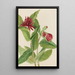 Calycanthe occidentale Calycanthus occidentalis - Mary Vaux Walcott — quadro incorniciato alla parete