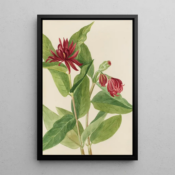 Mary Vaux Walcott - Spicebush Calycanthus occidentalis.webp