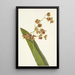 Cyrtopodium tacheté Cyrtopodium punctatum - Mary Vaux Walcott — quadro incorniciato alla parete