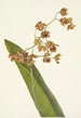 Cyrtopodium tacheté Cyrtopodium punctatum - Mary Vaux Walcott — vista dell’opera