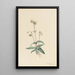 Pipsissewa tacheté Chimaphila maculata - Mary Vaux Walcott — quadro incorniciato alla parete