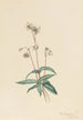 Pipsissewa tacheté Chimaphila maculata - Mary Vaux Walcott — vista dell’opera