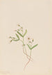 Claytonie de printemps Claytonia lanceolata - Mary Vaux Walcott — vista dell’opera