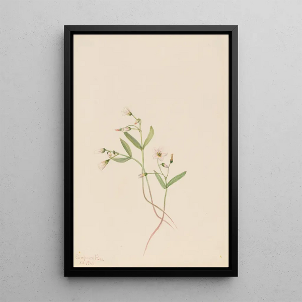Mary Vaux Walcott - Spring Beauty Claytonia lanceolata.webp