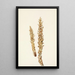 Conopholis d'America Conopholis americana - Mary Vaux Walcott — quadro incorniciato alla parete