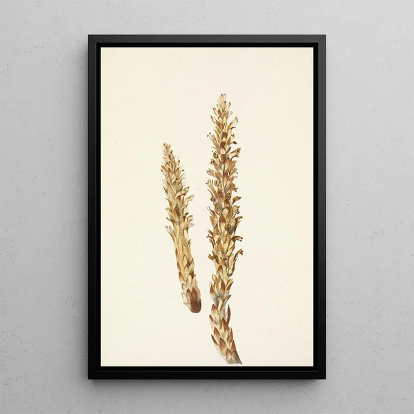 Mary Vaux Walcott - Squawroot Conopholis americana.webp