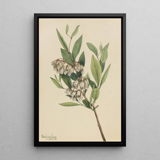 Mary Vaux Walcott - StaggerBush Pieris mariana.webp