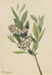Pieris de Virginie Pieris mariana - Mary Vaux Walcott — vista dell’opera
