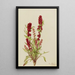 Chénopode fraise Chenopodium capitatum - Mary Vaux Walcott — quadro incorniciato alla parete