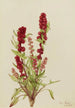 Chénopode fraise Chenopodium capitatum - Mary Vaux Walcott — vista dell’opera