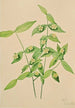 Fusain d'Amérique Euonymus americanus - Mary Vaux Walcott | Reproduction — vista dell’opera