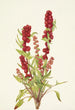 Chénopode fraise Chenopodium capitatum - Mary Vaux Walcott — vista dell’opera