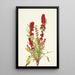 Chénopode fraise Chenopodium capitatum - Mary Vaux Walcott — quadro incorniciato alla parete