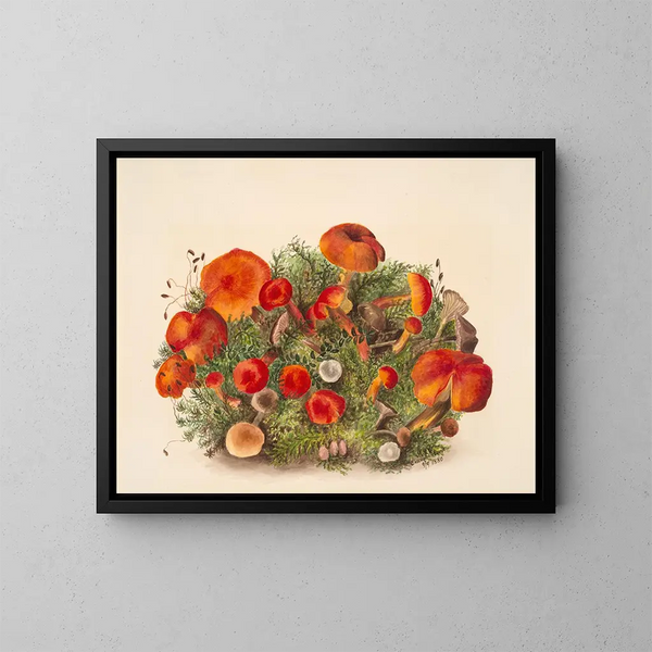 Studio dei funghi - Mary Vaux Walcott — quadro incorniciato alla parete