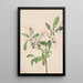 Azalée douce Azalea arborescens - Mary Vaux Walcott — quadro incorniciato alla parete