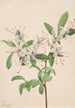 Azalée douce Azalea arborescens - Mary Vaux Walcott — vista dell’opera