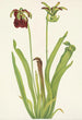 Sarracénie pourpre Sarracenia rubra - Mary Vaux Walcott — vista dell’opera