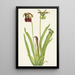 Sarracénie pourpre Sarracenia rubra - Mary Vaux Walcott — quadro incorniciato alla parete