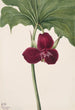 Trille doux Trillium vasyi - Mary Vaux Walcott — vista dell’opera