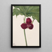 Trille doux Trillium vasyi - Mary Vaux Walcott — quadro incorniciato alla parete
