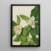 Magnolia à feuilles persistantes Magnolia virginiana - Mary Vaux Walcott — quadro incorniciato alla parete