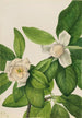 Magnolia à feuilles persistantes Magnolia virginiana - Mary Vaux Walcott — vista dell’opera
