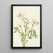 Hedysarum de Mackenzie Hedysarum mackenzii - Mary Vaux Walcott — quadro incorniciato alla parete